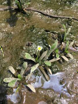 Imagem de Sagittaria subulata (L.) Buchenau