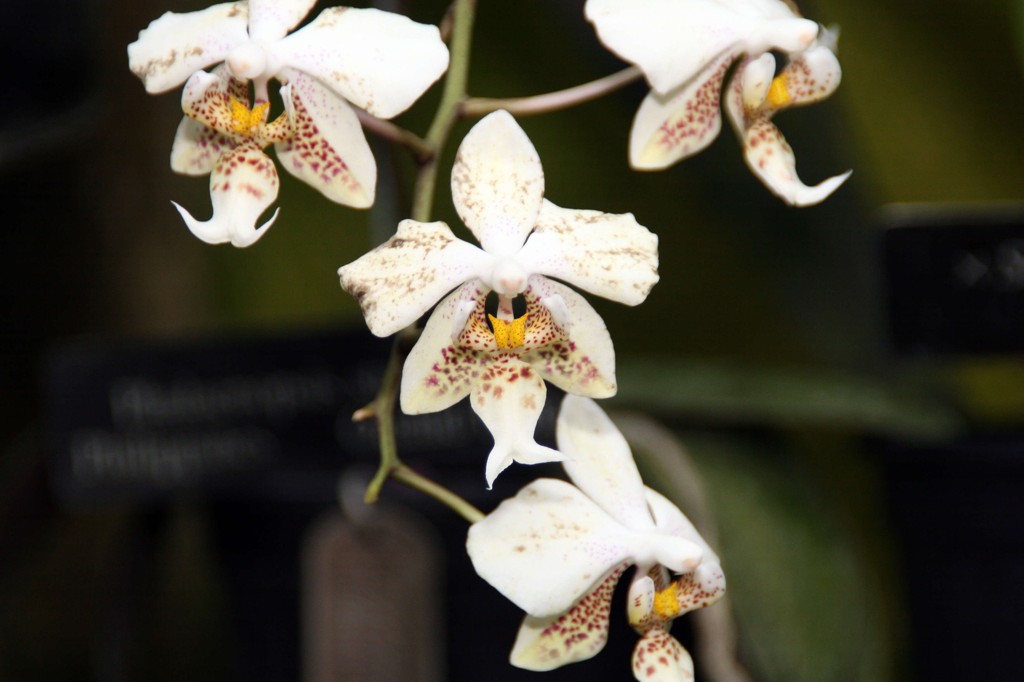 Image of Orchid