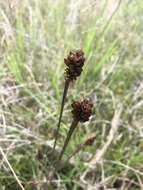 Imagem de Xyris laxifolia var. iridifolia (Chapm.) Kral