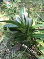 Image de Gentiana villosa L.