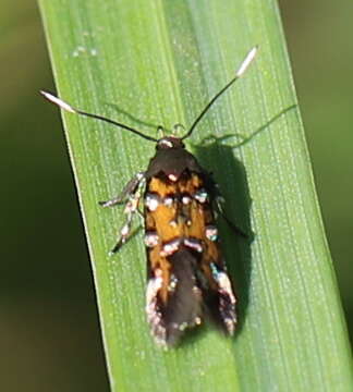 Image of Pancalia leuwenhoekella Linnaeus 1758