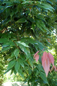 Image of bamboo-leaf oak