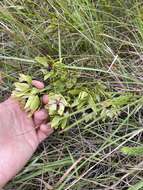 Image of Leucadendron spissifolium subsp. natalense (Thode & Gilg) I. Williams