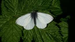 Image of Margined White