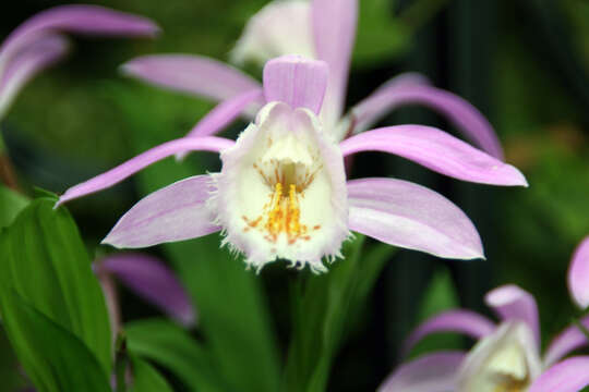 Plancia ëd Pleione formosana Hayata