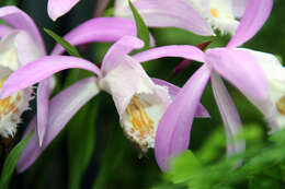 Plancia ëd Pleione formosana Hayata