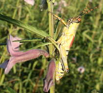 Image of Zonocerus elegans elegans (Thunberg 1815)