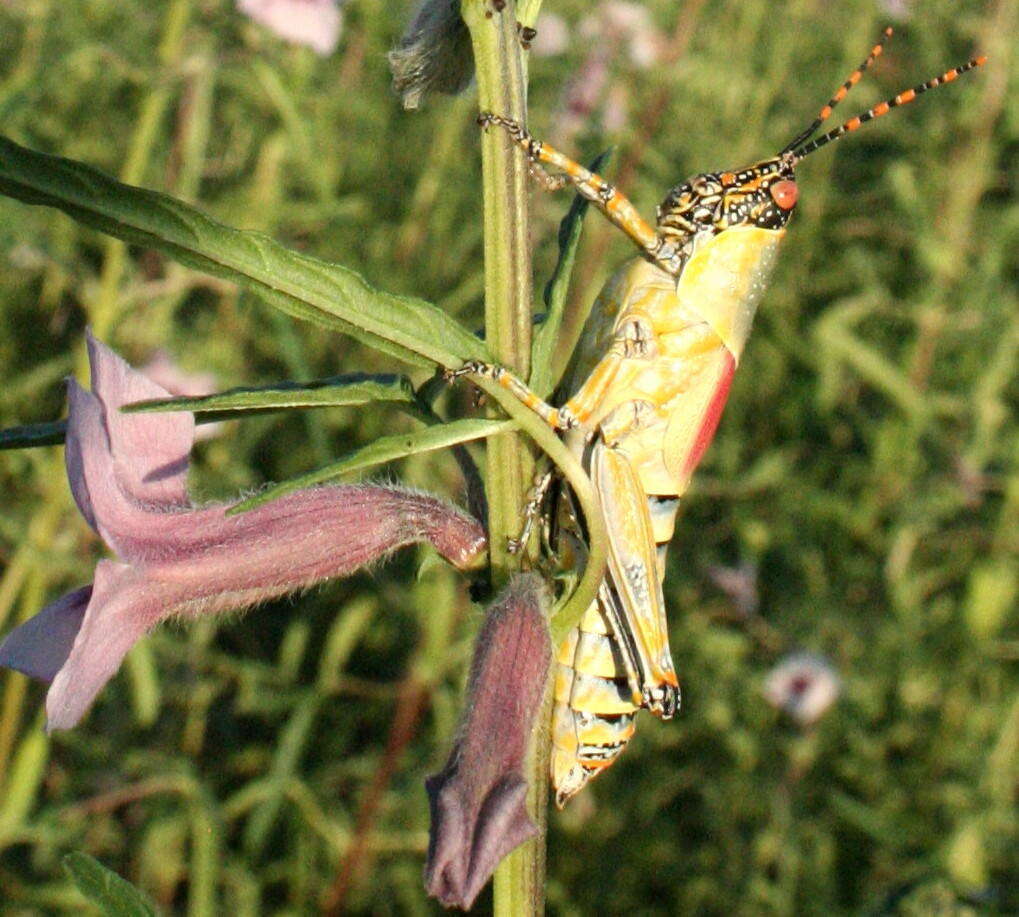 صورة Zonocerus elegans elegans (Thunberg 1815)