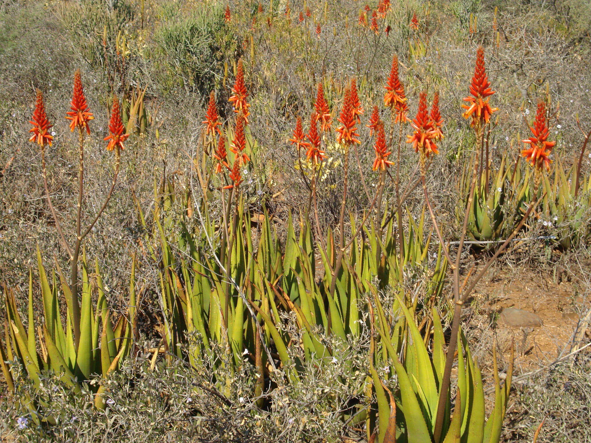 Aloe cryptopoda Baker resmi