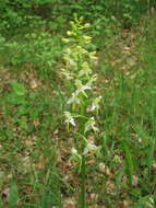 Слика од Platanthera hybrida Brügger