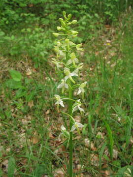 Image of Platanthera hybrida Brügger