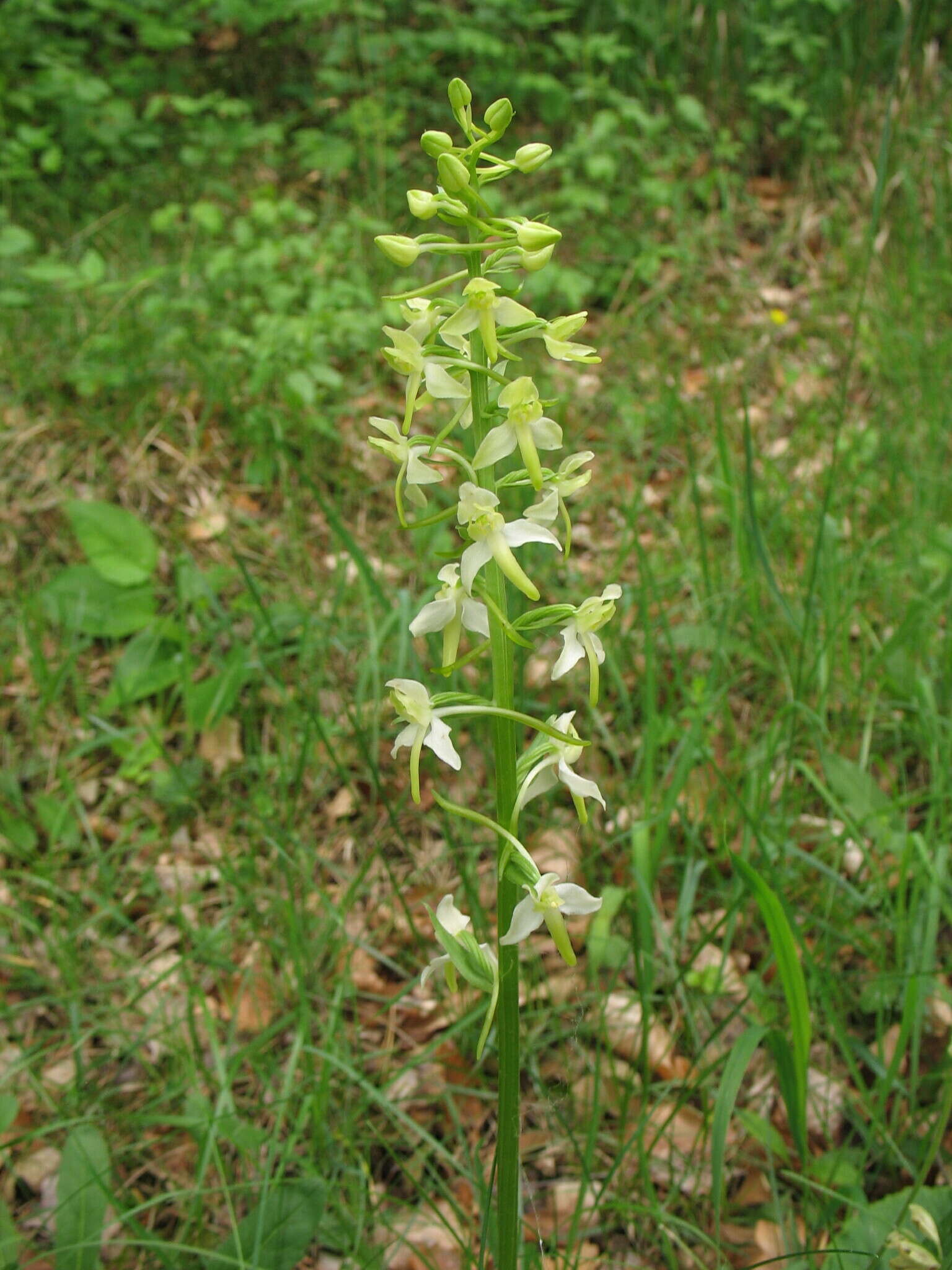 Imagem de Platanthera hybrida Brügger