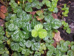 Image of Rubus nepalensis (Hook. fil.) Kuntze