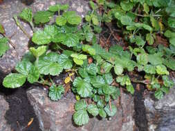 Image of Rubus nepalensis (Hook. fil.) Kuntze