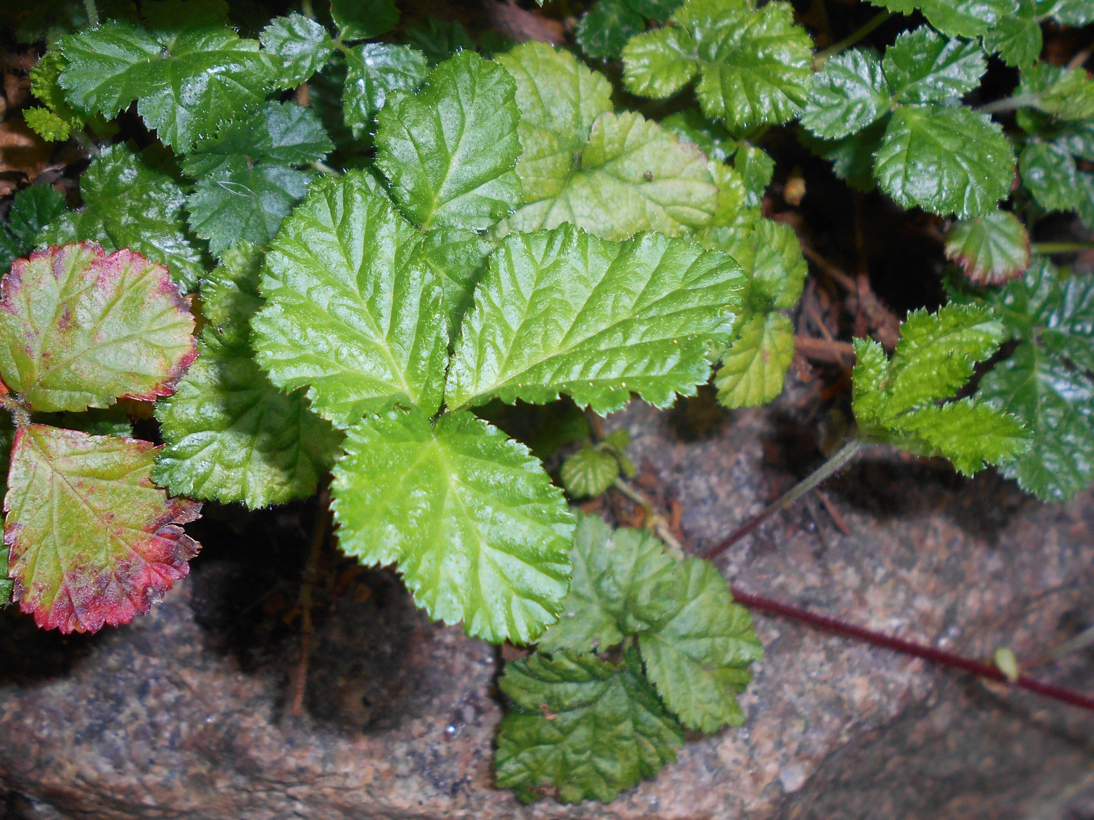 Image of Rubus nepalensis (Hook. fil.) Kuntze