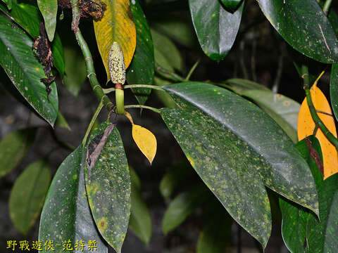 Image of Rhaphidophora hongkongensis Schott