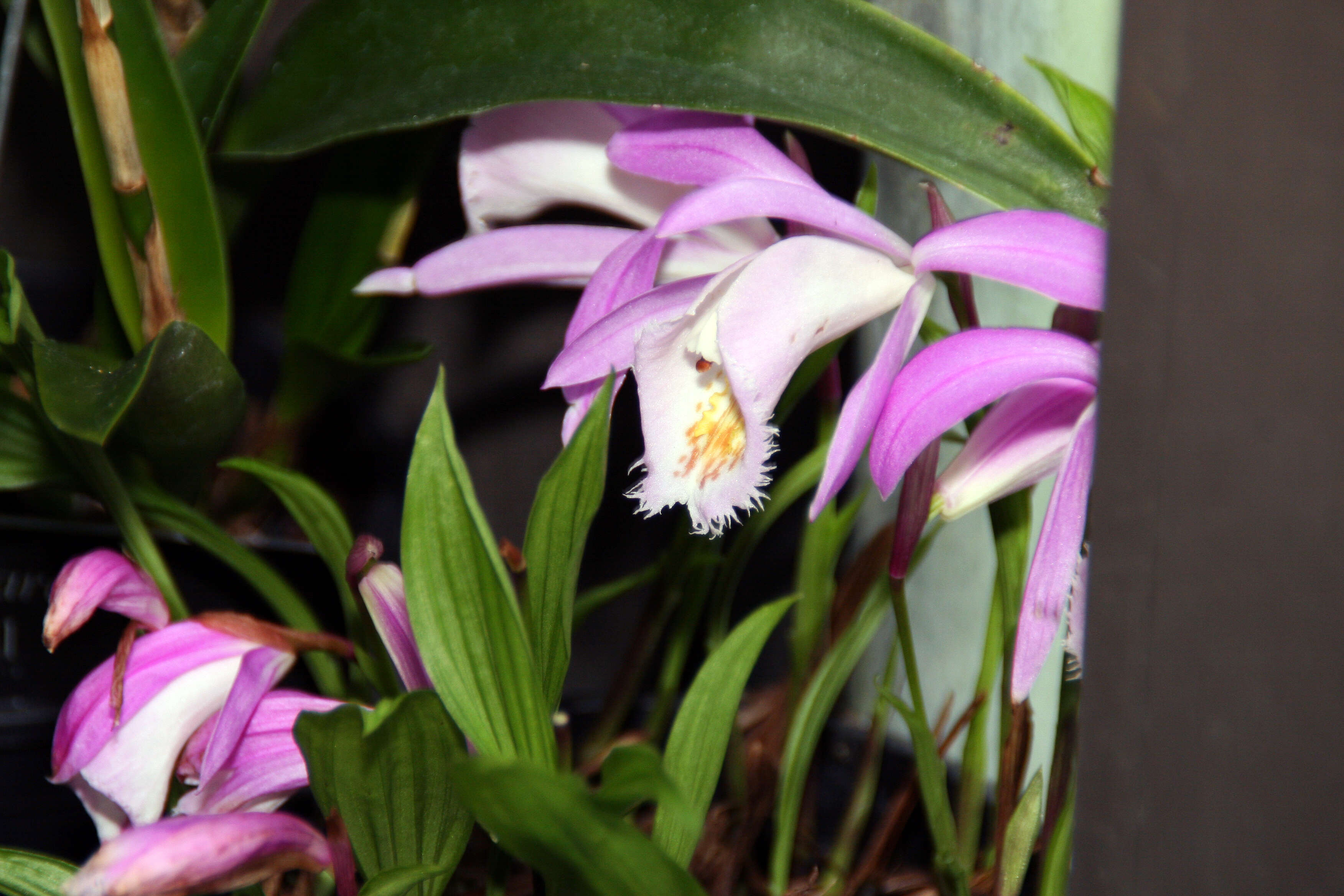 Plancia ëd Pleione formosana Hayata