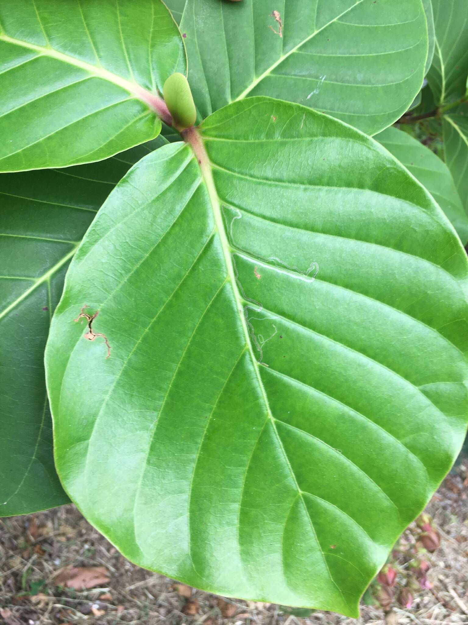 Plancia ëd Neonauclea reticulata (Havil.) Merr.