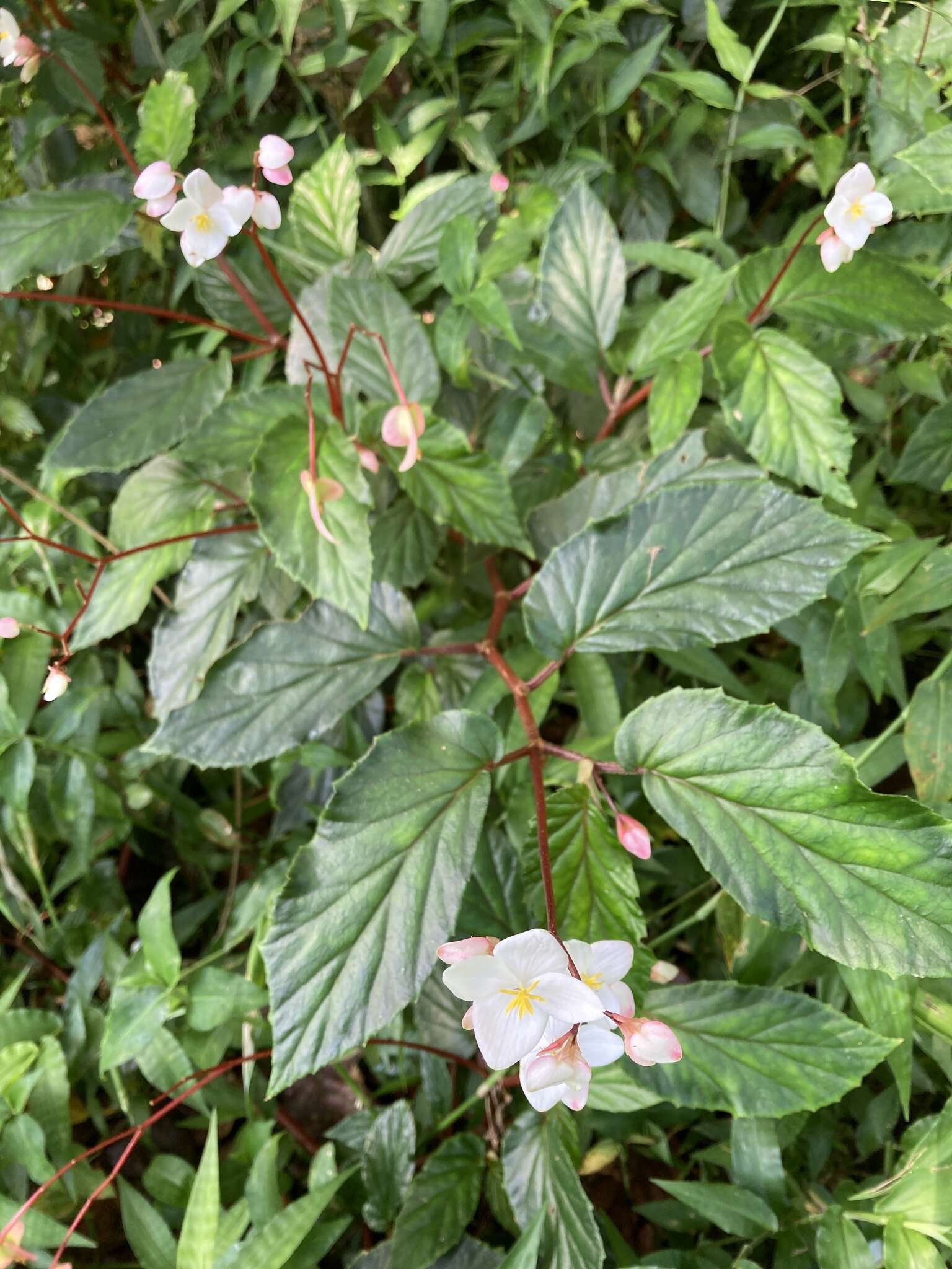 Слика од Begonia decandra Pav. ex A. DC.