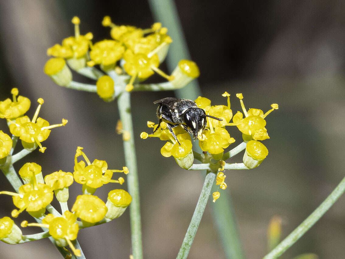 Image de Hylaeus pictipes Nylander 1852