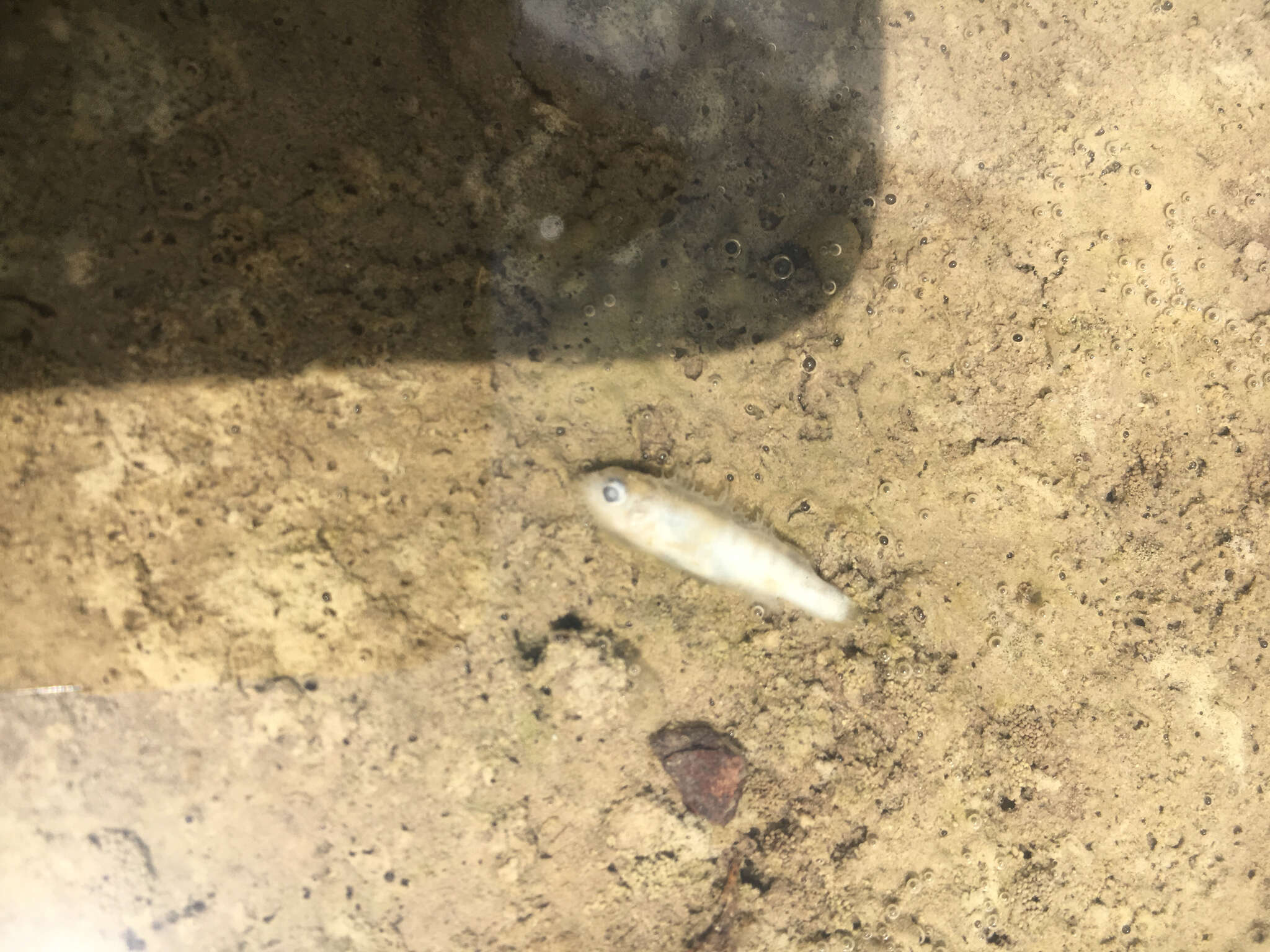 Image of Plains Killifish