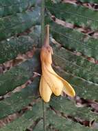 Imagem de Xanthophyllum fragrans C. T. White