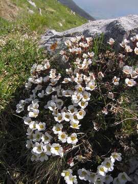 Plancia ëd Saxifraga aretioides Lapeyr.