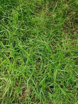 Image of slender panicgrass