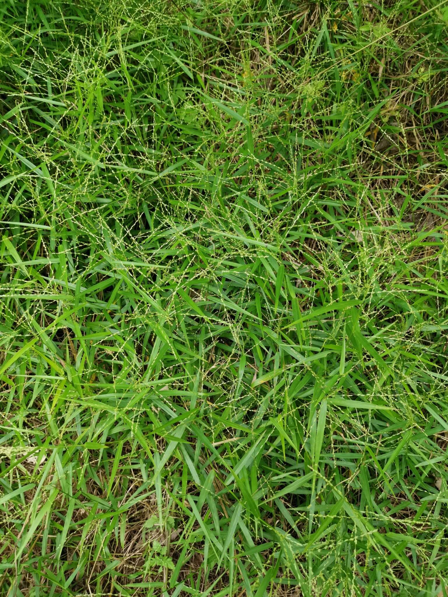 Image of slender panicgrass