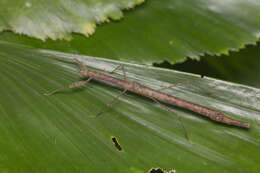 Image of Planososibia esacus (Westwood 1859)