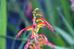 Plancia ëd Chasmanthe bicolor (Gasp.) N. E. Br.