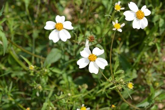 صورة Bidens odorata Coville