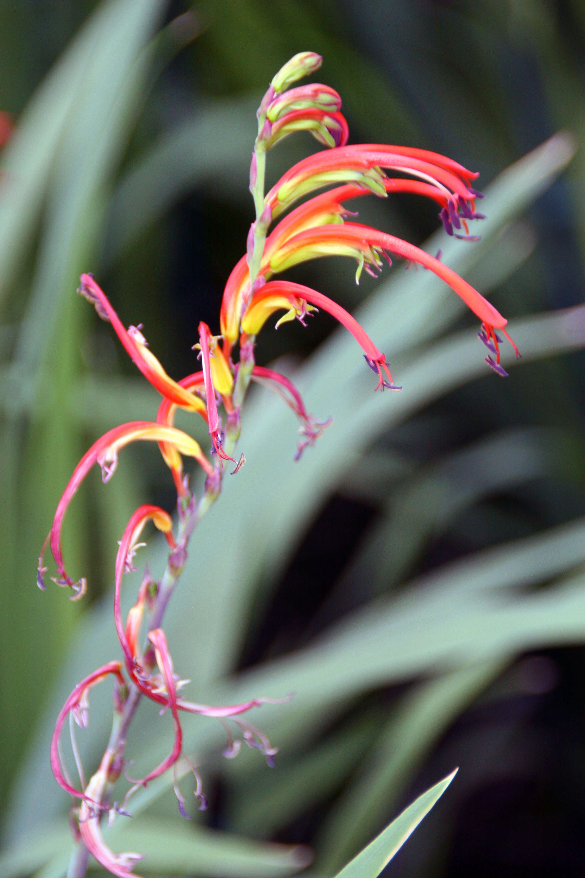 Image of Chasmanthe bicolor (Gasp.) N. E. Br.