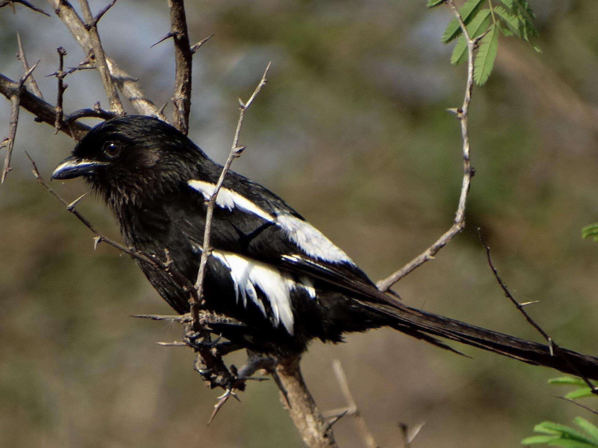 Слика од Lanius melanoleucus