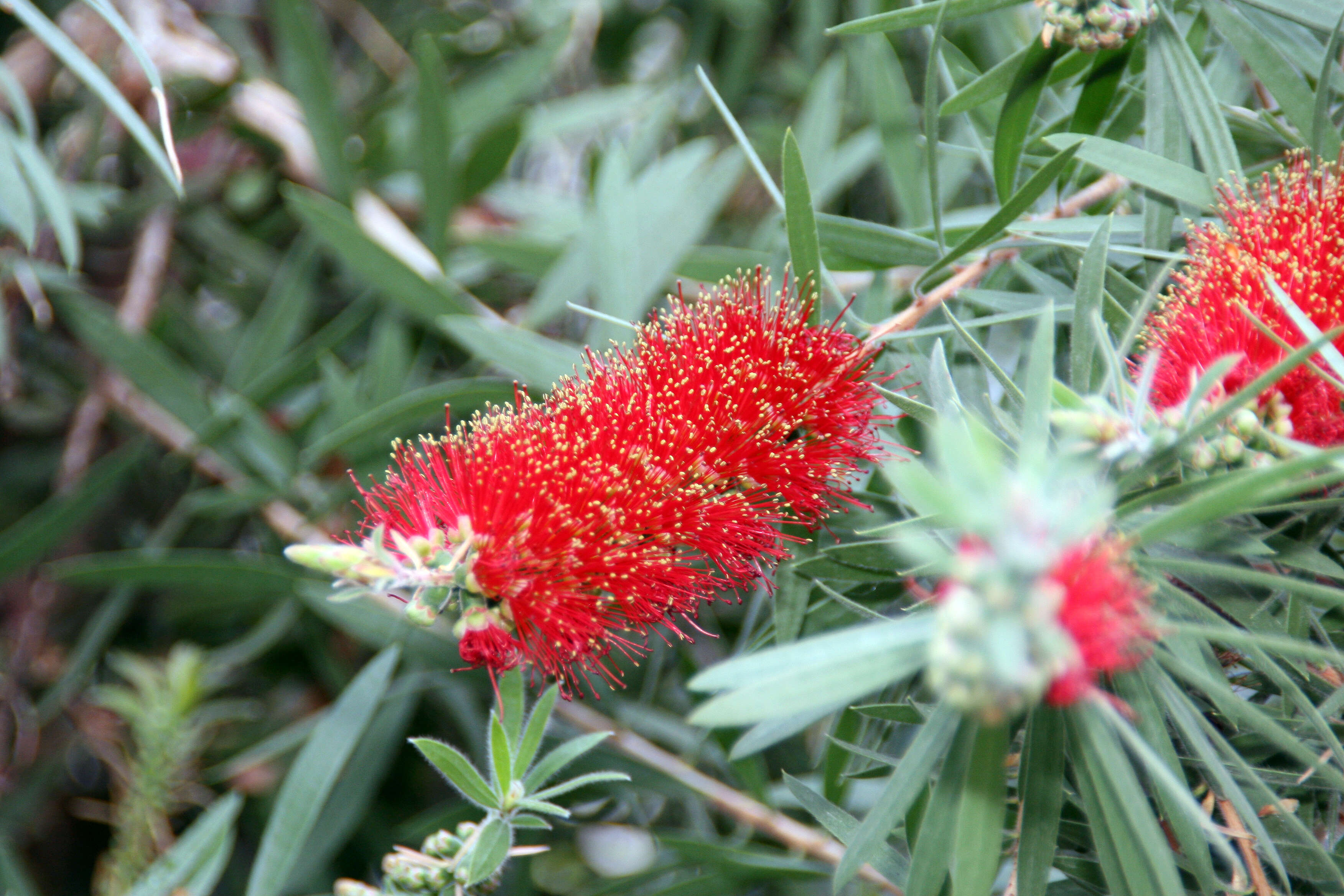 صورة Callistemon citrinus (Curtis) Skeels