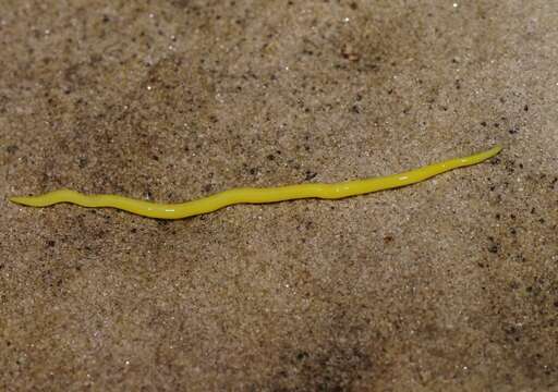 Image of Canary Worm