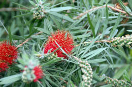 صورة Callistemon citrinus (Curtis) Skeels