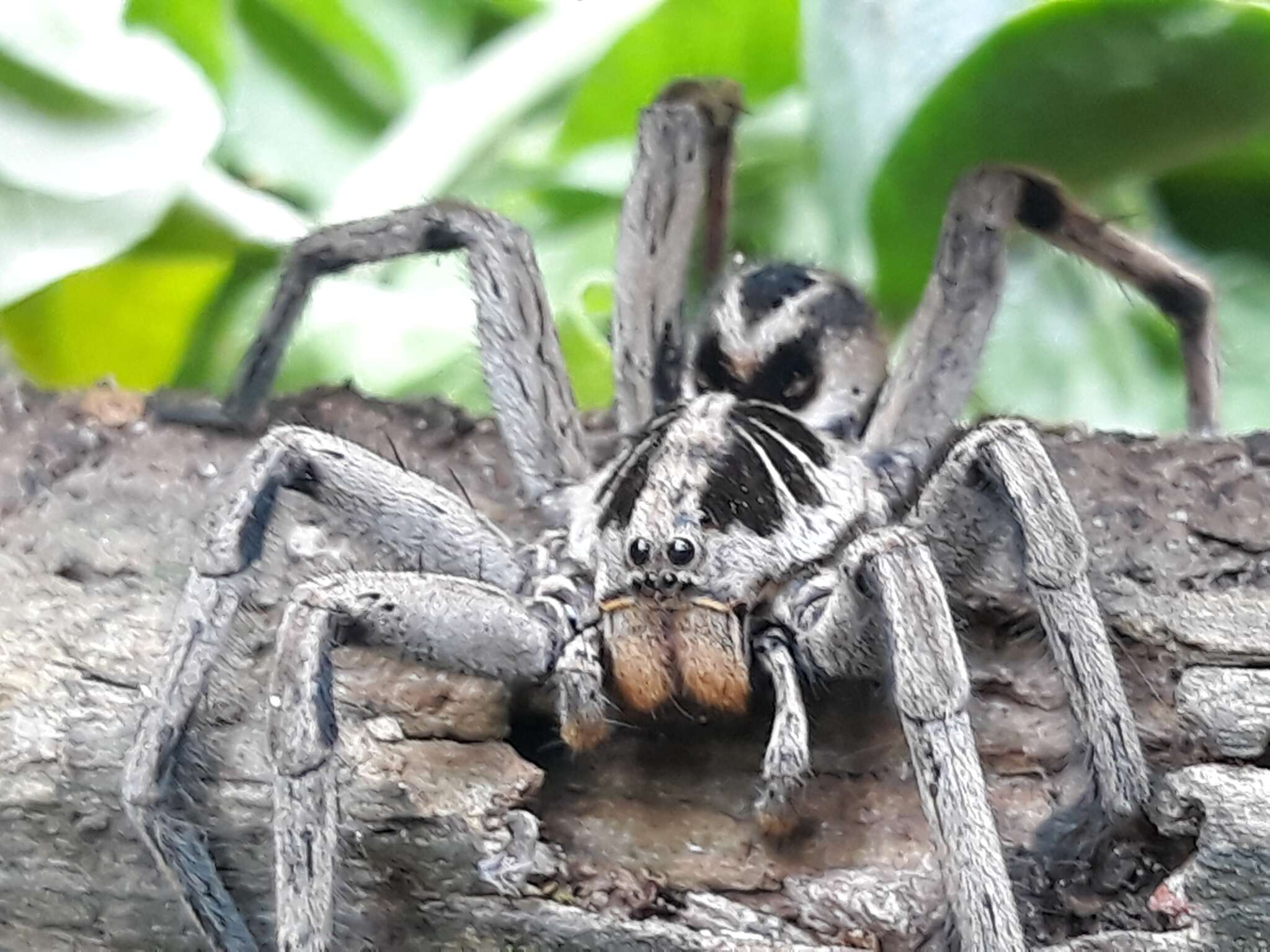 Imagem de Lycosa erythrognatha Lucas 1836