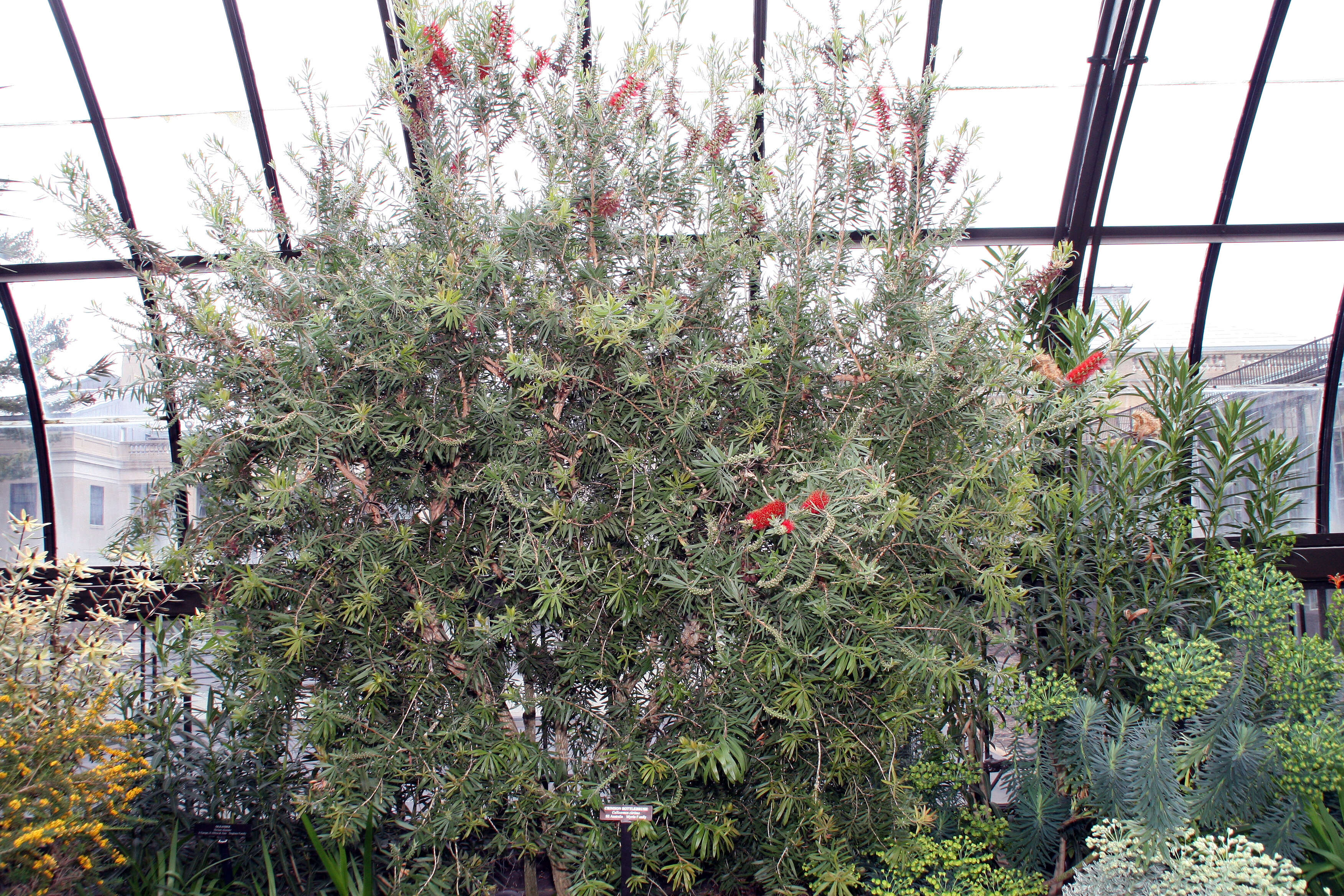 صورة Callistemon citrinus (Curtis) Skeels