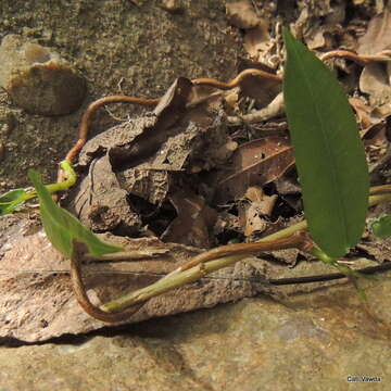 Petopentia natalensis (Schltr.) Bullock resmi