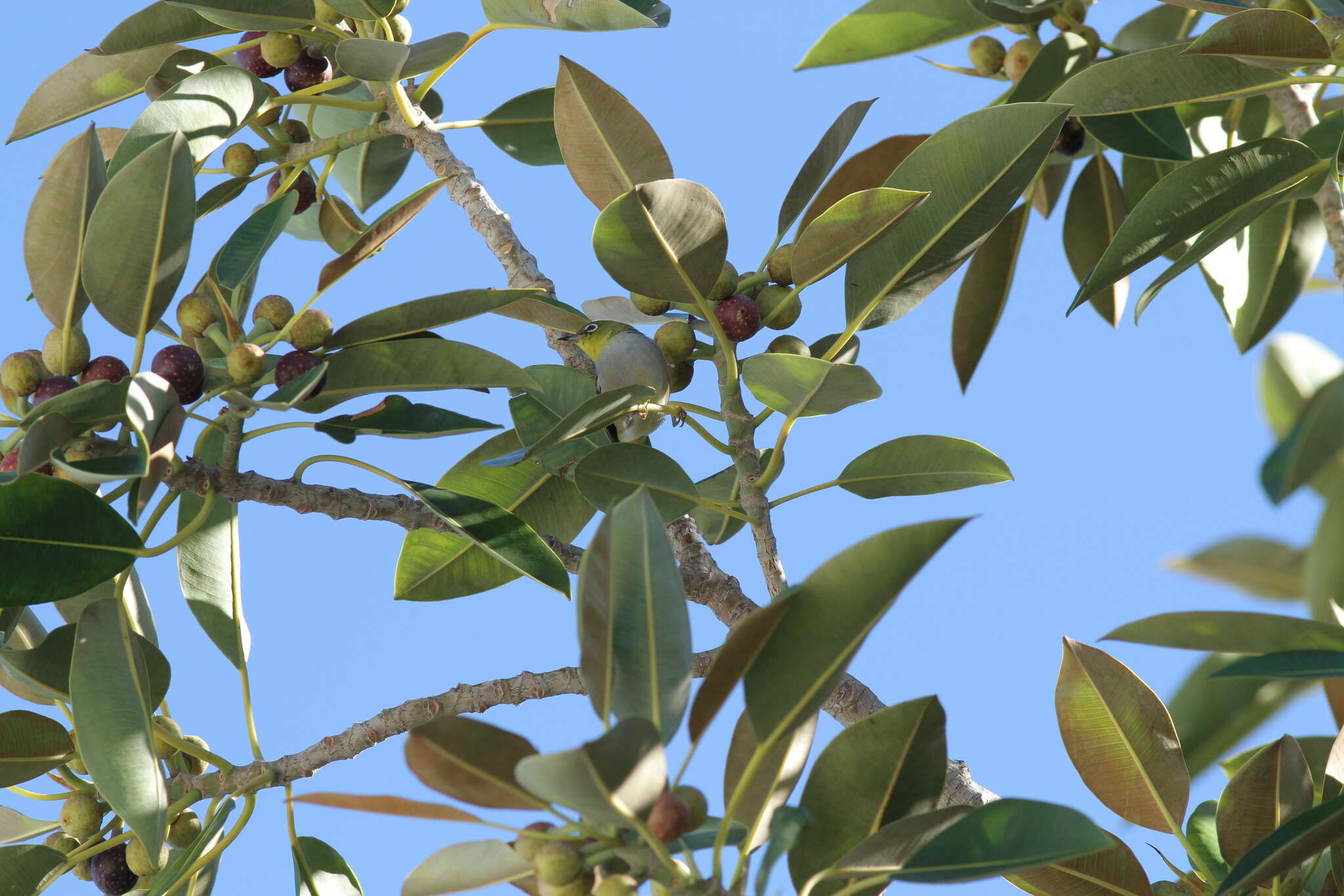 Image of Western Silvereye