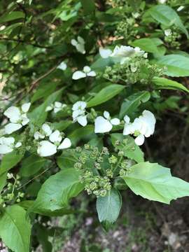 Image of Hydrangea scandens (L. fil.) Ser.