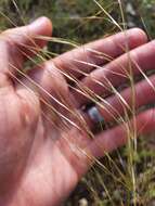 Image of Austrostipa macalpinei (Reader) S. W. L. Jacobs & J. Everett