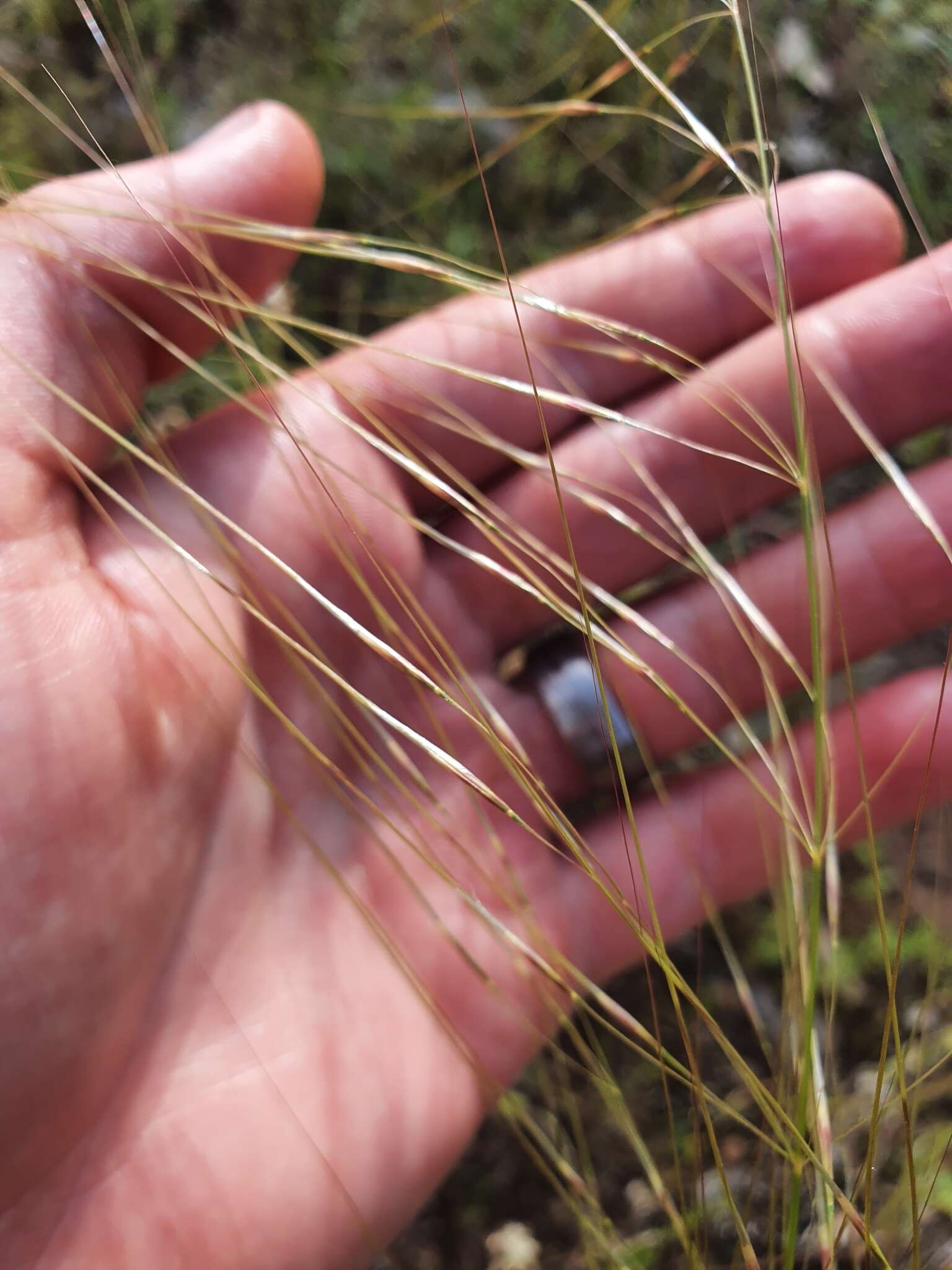 Image of Austrostipa macalpinei (Reader) S. W. L. Jacobs & J. Everett