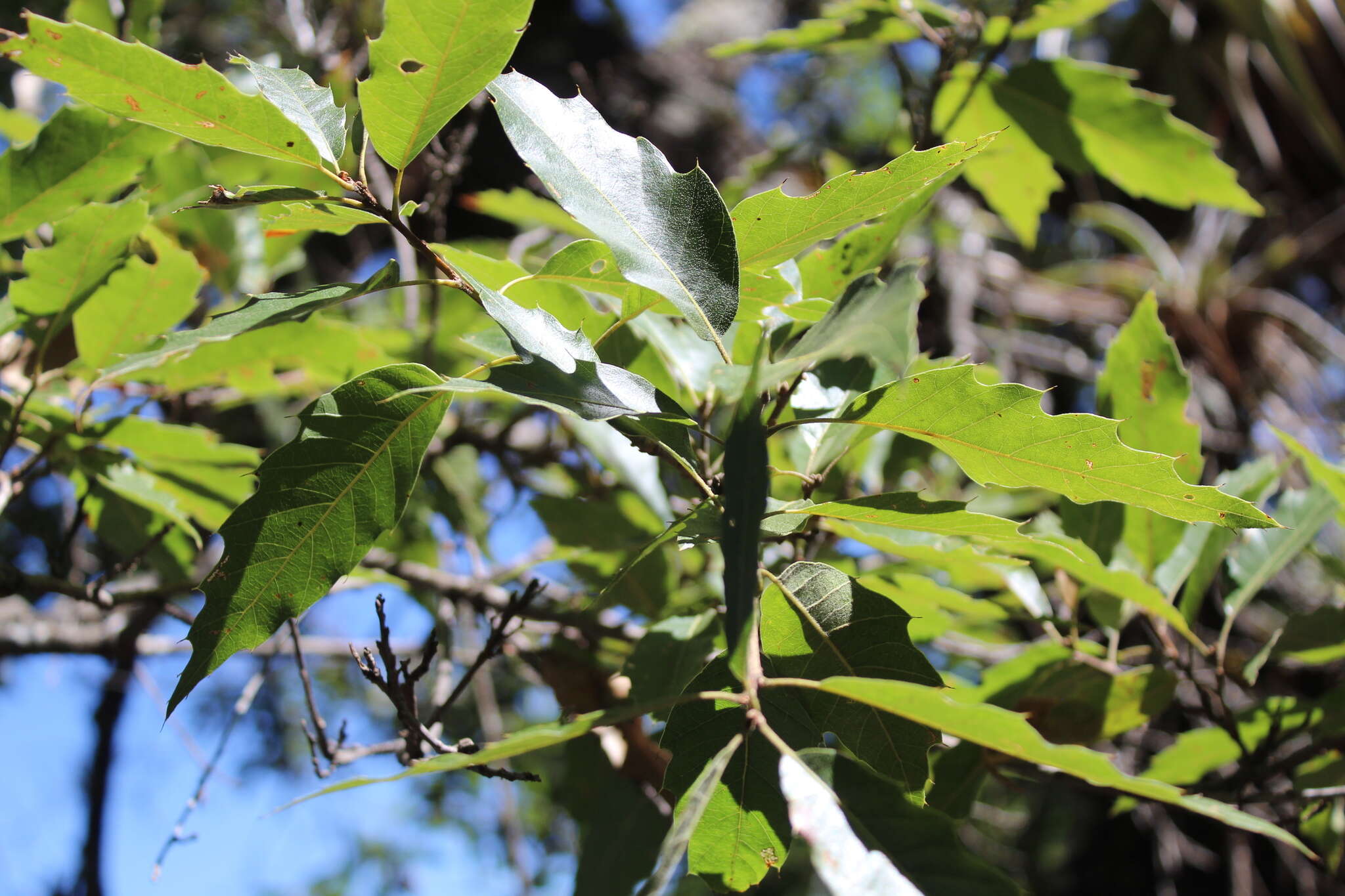 Image of Quercus acutifolia Née