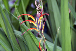 Image of Chasmanthe bicolor (Gasp.) N. E. Br.