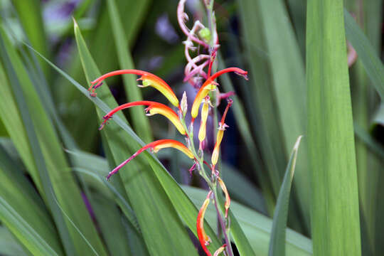 Plancia ëd Chasmanthe bicolor (Gasp.) N. E. Br.