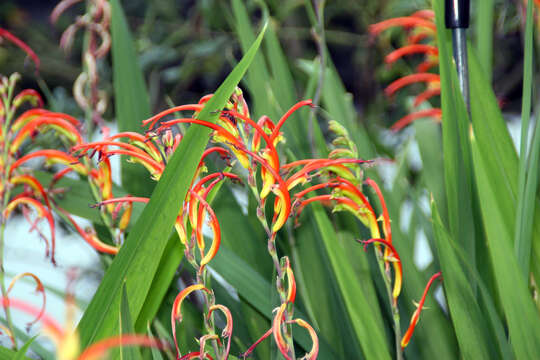 Image of Chasmanthe bicolor (Gasp.) N. E. Br.