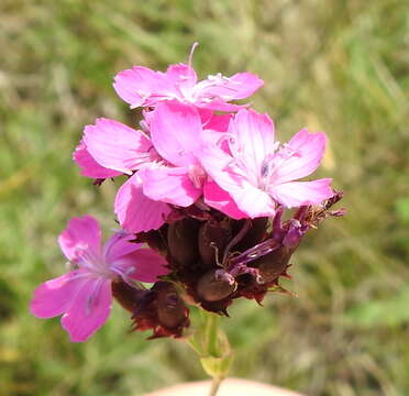 صورة Dianthus capitatus subsp. andrzejowskianus Zapal.