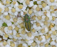 Anthaxia scorzonerae (Frivaldszky 1838) resmi